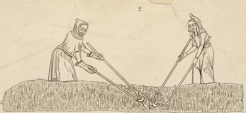 Circa 1300, Medieval farm workers at harvest time. Drawing from the Loutrell Psalter. Photo via Getty Images.